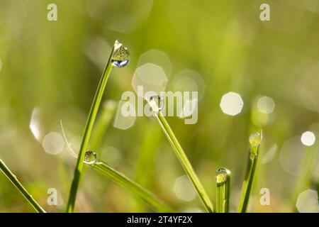 La rosée tombe sur des brins d'herbe avec fond bokeh un matin d'automne dans l'Iowa. Banque D'Images