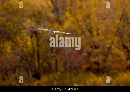 Vue de face d'une mouette à bec annulaire volant avec des arbres d'automne en arrière-plan un jour d'automne dans l'Iowa. Banque D'Images