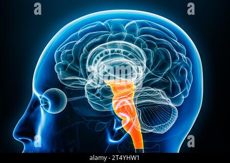 Vue rapprochée du profil radiologique du tronc cérébral ou du tronc cérébral illustration de rendu 3D avec contours corporels. Anatomie humaine, médecine, biologie, science, neuroscien Banque D'Images