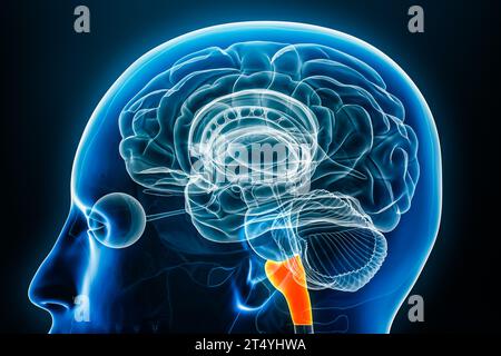 Vue rapprochée du profil radiographique de la médulla oblongata vue en gros plan 3D avec contours du corps. Tronc cérébral humain ou anatomie du tronc cérébral, médical, biologie, s Banque D'Images