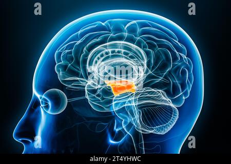 Vue rapprochée du profil radiographique du mésencéphale ou du mésencéphale, illustration de rendu 3D avec contours du corps. Anatomie du cerveau humain, médecine, biologie, science, ne Banque D'Images