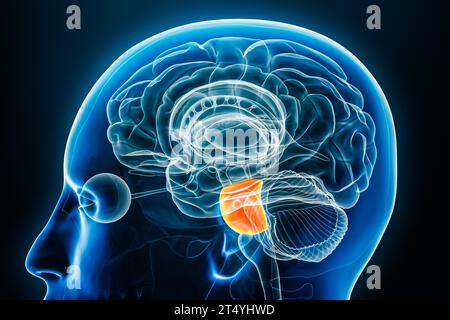 Vue rapprochée du profil radiographique Pons illustration de rendu 3D avec contours du corps. Anatomie du tronc cérébral humain, médecine, biologie, science, neurosciences, neur Banque D'Images