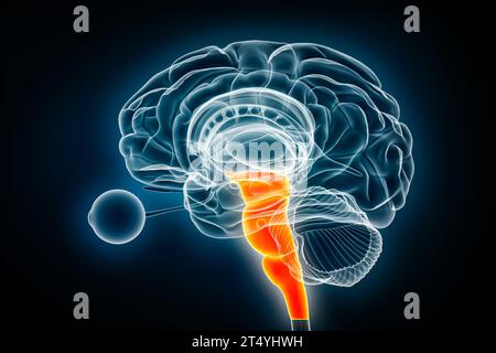 Illustration du rendu 3D de la vue radiographique latérale du tronc cérébral ou du tronc cérébral. Anatomie du système nerveux humain, médical, soins de santé, biologie, science, neuroscienc Banque D'Images