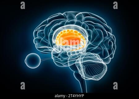 Illustration du rendu 3D de la vue radiologique du profil du corps striatum. Anatomie du cerveau humain et des ganglions de la base, médecine, soins de santé, biologie, science, le neurosciène Banque D'Images