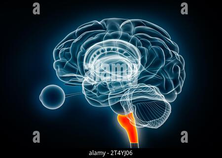Illustration du rendu 3D de la vue radiographique latérale de Medulla oblongata. Tronc cérébral humain ou anatomie du tronc cérébral, médecine, soins de santé, biologie, science, neurosci Banque D'Images