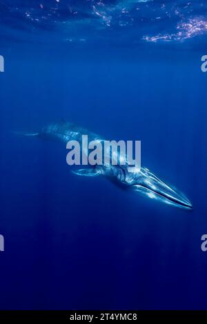 Rare baleine d’Omura faisant surface au large de Nosy Be, Madagascar. Espèce insaisissable de baleines à fanons, récemment identifiée, trouvée dans les eaux tropicales de l'océan Indien. Banque D'Images