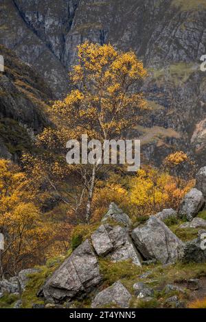 Bouleaux en automne sur le sentier de la vallée cachée, Glencoe, Highlands, Écosse Banque D'Images