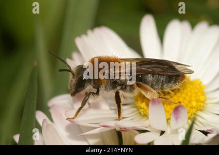 Gros plan mignon sur une abeille minière femelle à queue orange, Andrena hemorrhoa, assise sur une fleur de Marguerite commune blanche Banque D'Images