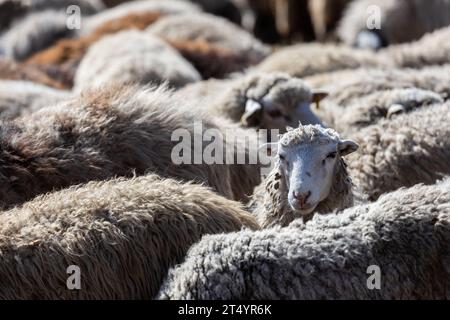 Les moutons paissent paisiblement dans la plume. Beaucoup de beaux agneaux. Les rayons du soleil illuminent la laine blanche, noire et brune des brebis. Ils hu Banque D'Images