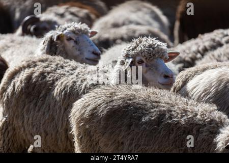 Les moutons paissent paisiblement dans la plume. Beaucoup de beaux agneaux. Les rayons du soleil illuminent la laine blanche, noire et brune des brebis. Ils hu Banque D'Images