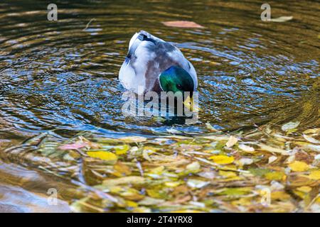 Une famille de canards, oies nage dans un canal d'eau, rivière, lac. Beaucoup de roseaux et de nénuphars. De beaux canards flottent le long de la rivière, lac, eau cha Banque D'Images