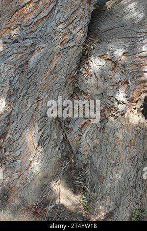 L'écorce d'un arbre, la couche extérieure d'un arbre l'écorce d'Un arbre crédit : Imago/Alamy Live News Banque D'Images