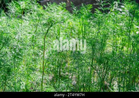 Manger sainement. Le jeune aneth biologique vert pousse dans le jardin. Banque D'Images