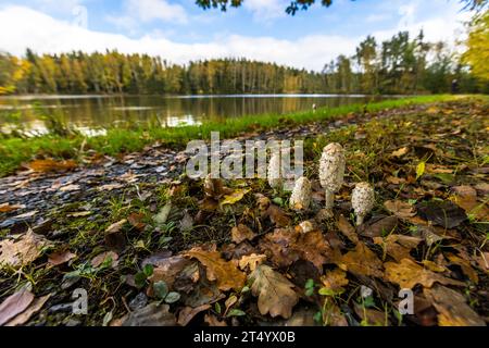 Les champignons poussent sur les rives d'un étang à poissons dans le Haut-Palatinat. Wiesau (VGem), Allemagne Banque D'Images