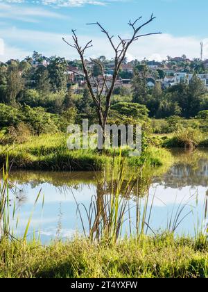 Nyandungu Urban Wetland Eco-Tourism Park dans la ville de Kigali, Rwanda Banque D'Images