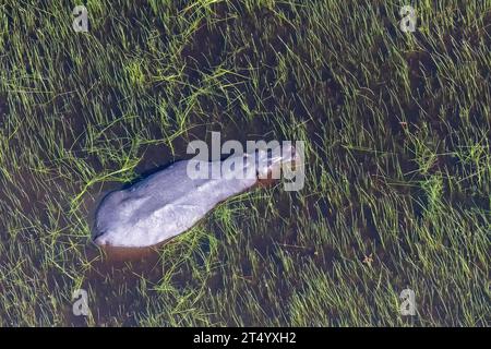 Photo aérienne d'un hippopotame partiellement immergé dans les zones humides du delta de l'Okavango au Botswana. Banque D'Images