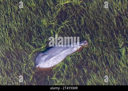 Photo aérienne d'un hippopotame partiellement immergé dans les zones humides du delta de l'Okavango au Botswana. Banque D'Images