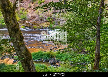 North Umpqua River, vue depuis le camping Island Campground, Umpqua National Forest, Cascade Range, près de la ville de Glide, Oregon, États-Unis Banque D'Images