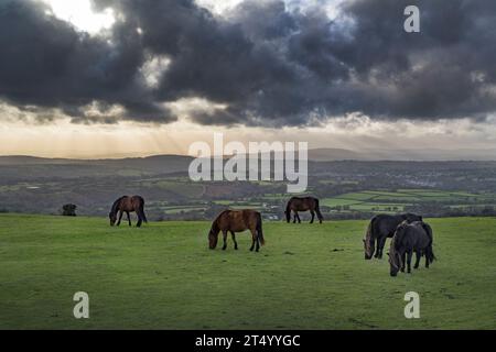 Les nuages de tempête du soir se rassemblent sur Tavistock et les collines de Dartmoor avec des poneys qui paissent Banque D'Images