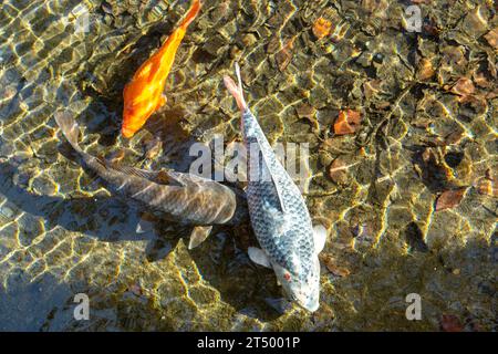 Carpe koi nageant dans un étang à Matlock Bath, Derbyshire, Angleterre Banque D'Images