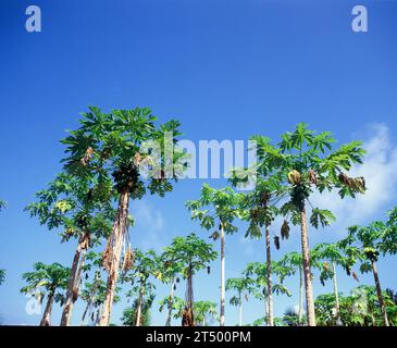 Agriculture. Arbres à pain en croissance (Artocarpus altilis). Seychelles. Mahé. Banque D'Images