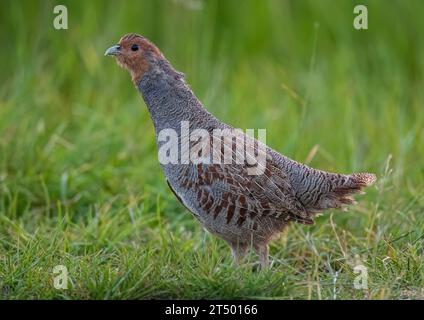 Une perdrix anglaise ou grise rarement vue (Perdix perdix). Un mâle défendant son territoire en plein plumage, dans un pré herbeux. Suffolk, Royaume-Uni Banque D'Images