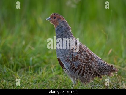 Une perdrix anglaise ou grise rarement vue (Perdix perdix). Un mâle défendant son territoire en plein plumage, dans un pré herbeux. Suffolk, Royaume-Uni Banque D'Images