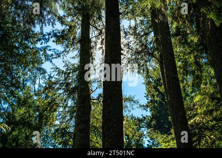 Sapins de Douglas et cèdres le matin à Cathedral Grove, parc provincial Macmillan, île de Vancouver, Colombie-Britannique, Canada. Banque D'Images