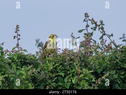 Un Yellowhammer mâle ( Emberiza citrinella) , en plumage de reproduction brillant, perché sur un érable des champs . Été . Suffolk Royaume-Uni Banque D'Images