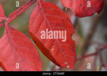 Un gros plan des feuilles sur un sumac, ou sumach, buisson qui ont pris une couleur rouge vif à l'automne de l'année. Genre-Rhus, famille-Anacardiaceae Banque D'Images