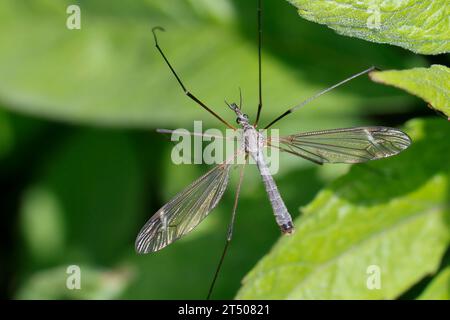 Halbmond-Schnake, Schnake, Männchen, Tipula luna, Tipula lunata, mâle, grue mouche, cranefly, papa-longue-jambe, Schnaken, Tipulidae, mouches grues, grane-fl Banque D'Images