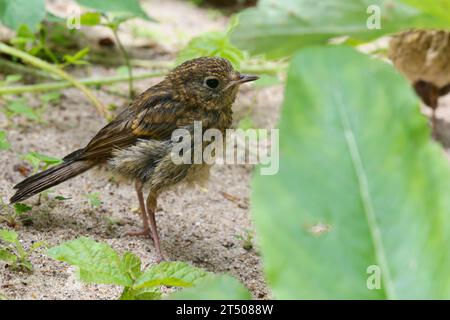 Rotkehlchen, Jungvogel, Juvenil, erithacus rubecula, Robin, rouge-gorge européen, rouge-gorge, squab, juvénile, familier du Rouge-gorge Banque D'Images