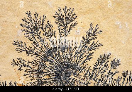 Pyrolusite dendritique sur une plaque de calcaire. Pyrolusite est un minéral d'oxyde de manganèse. Banque D'Images