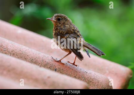 Rotkehlchen, Jungvogel, Juvenil, erithacus rubecula, Robin, rouge-gorge européen, rouge-gorge, squab, juvénile, familier du Rouge-gorge Banque D'Images