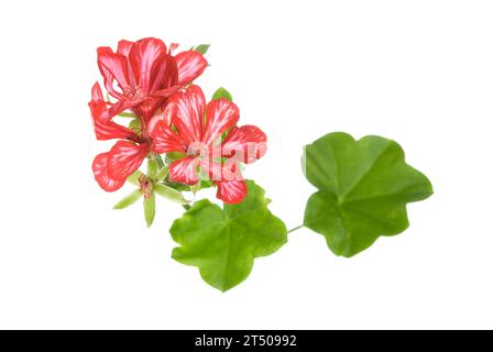 Fleur de géranium rouge isolée sur blanc Banque D'Images