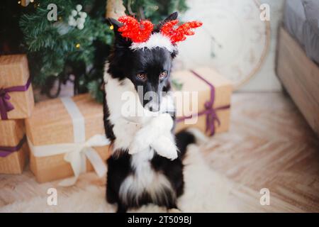 Chien mignon avec des bois de renne, célébration de Noël Banque D'Images