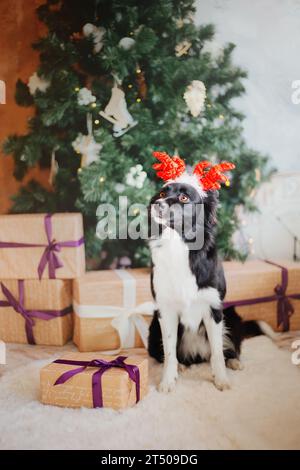 Chien mignon avec des bois de renne, célébration de Noël Banque D'Images