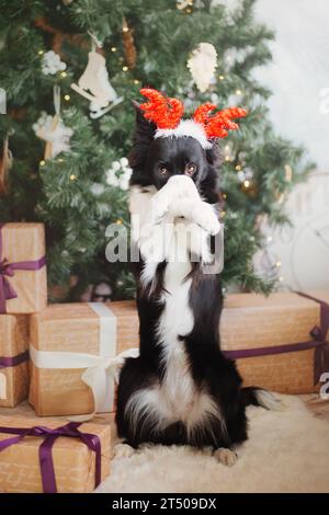 Chien mignon avec des bois de renne, célébration de Noël Banque D'Images