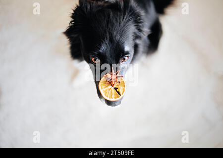 Border collie chien garde une tranche d'agrumes sèche sur son nez Banque D'Images