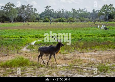 Kudu unique dans la nature Banque D'Images