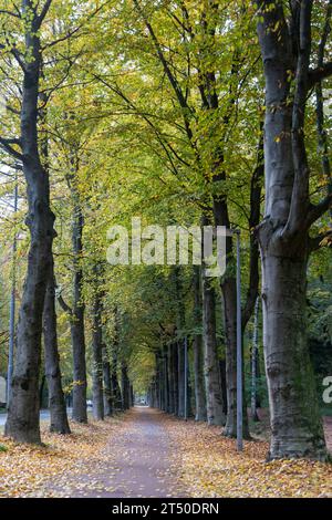 Piste cyclable bordée d'arbres en automne ; des feuilles colorées recouvrent le sol le long du chemin entre Veldhoven et Oerle dans le Brabant du Nord Banque D'Images