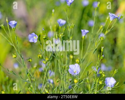 Lin commun en fleurs, Linum usitatissimum Banque D'Images