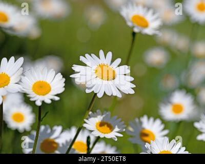 Marguerites fleuries, Leucanthemum, au printemps Banque D'Images