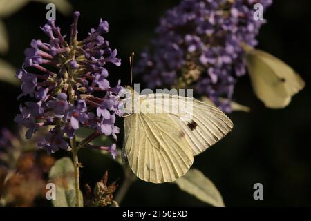 Piéride du chou (Pieris brassicae) Pieris brassicae sur une fleur ou plante non identifiée Banque D'Images