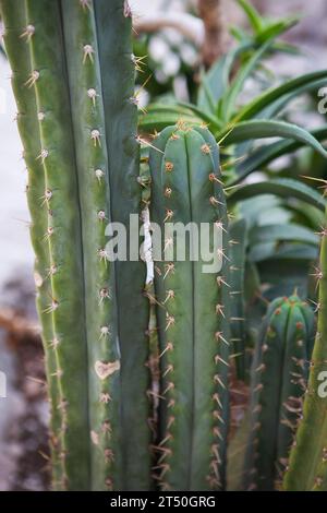 Gros plan d'un cactus espadin avec des épines et des feuilles vertes Banque D'Images