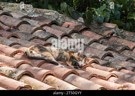 Chat calico tricolore dormant sur de vieilles tuiles de toit Banque D'Images