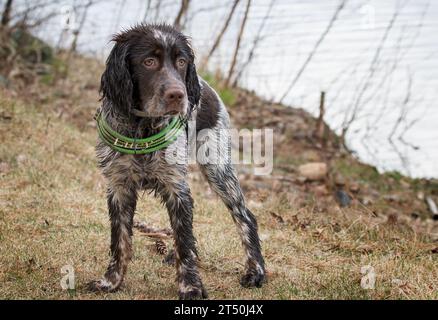 Jeune chien Springer Spaniel coloré de couleur Roan posant près de la rive du lac Banque D'Images