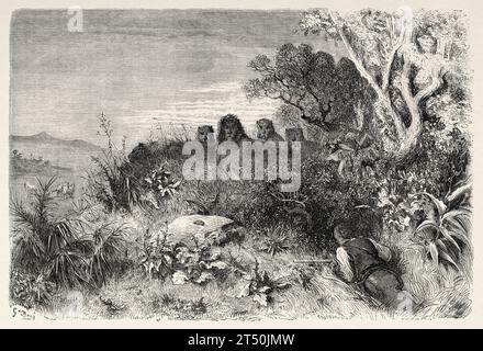 Chasse au lion. Afrique. Aventures et chasses du voyageur Charles John Andersson en Afrique australe de 1850 à 1860. Illustration ancienne du 19e siècle par Gustave doré (1832 - 1883) du Tour du monde 1860 Banque D'Images