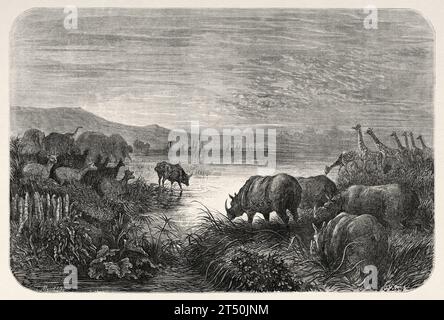 Les animaux de savane buvaient de l'eau dans un étang au crépuscule, en Afrique. Aventures et chasses du voyageur Charles John Andersson en Afrique australe de 1850 à 1860. Illustration ancienne du 19e siècle par Gustave doré (1832 - 1883) du Tour du monde 1860 Banque D'Images