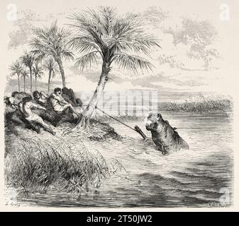 Peuple indigène capturant un hippopotame avec un harpon, Afrique. Aventures et chasses du voyageur Charles John Andersson en Afrique australe de 1850 à 1860. Illustration ancienne du 19e siècle par Gustave doré (1832 - 1883) du Tour du monde 1860 Banque D'Images